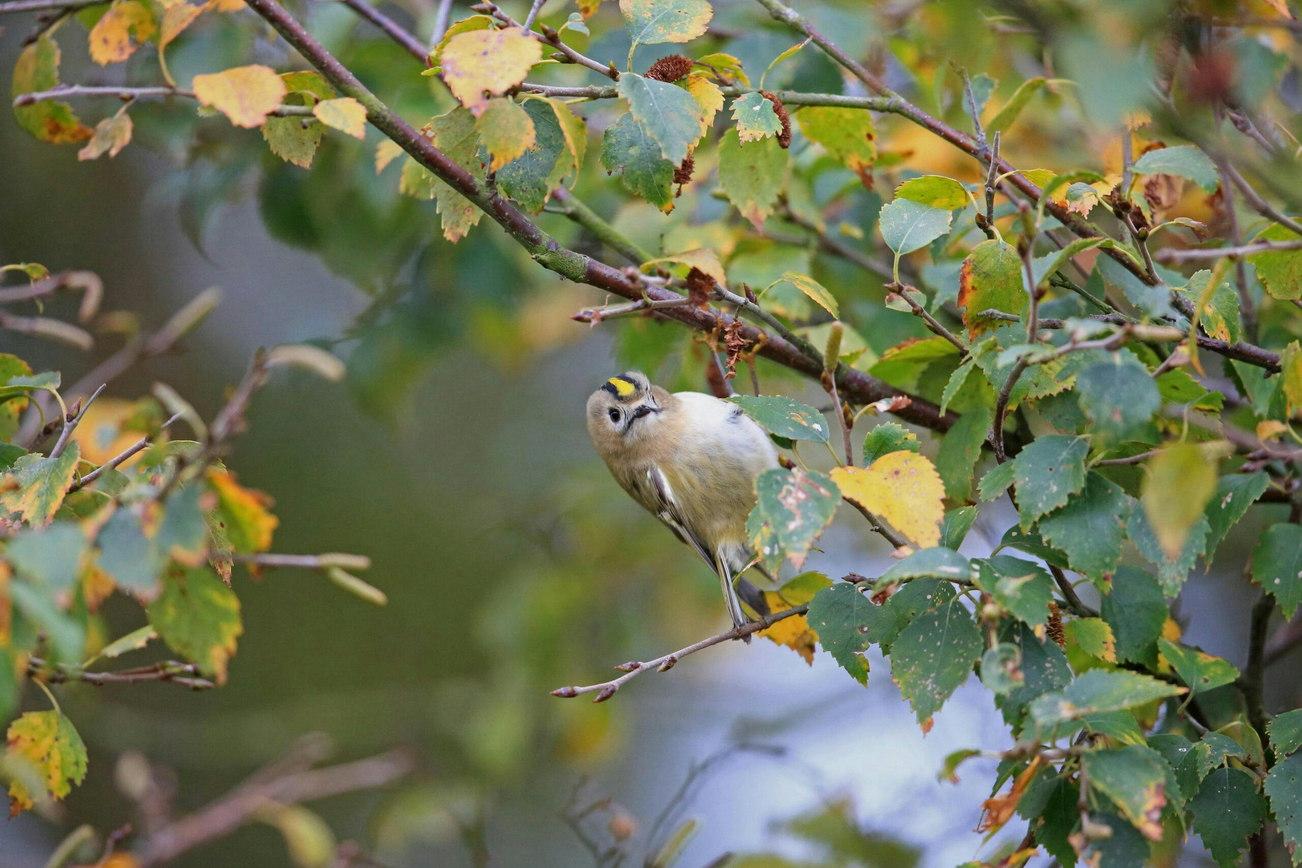 This image has an empty alt attribute; its file name is Goldcrest_FGCTJ9-scaled.jpg