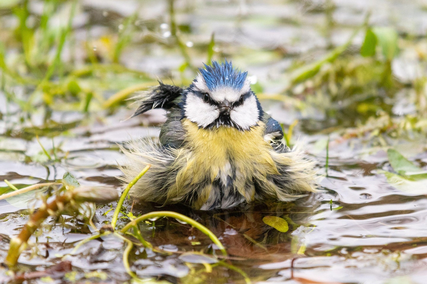 Blue Tit bathing