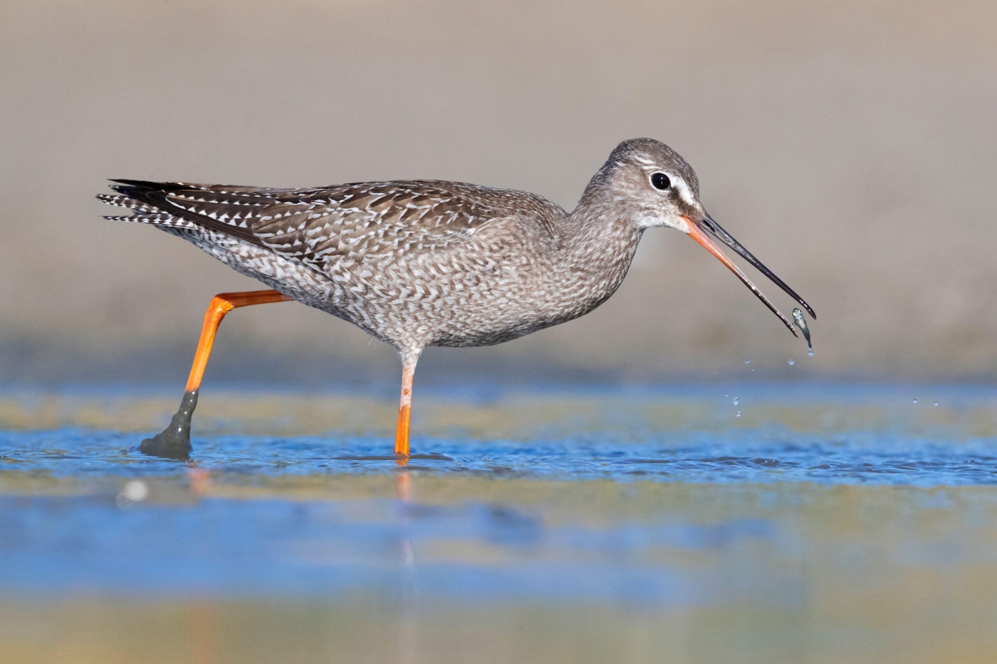 Juvenile Spotted Redshank