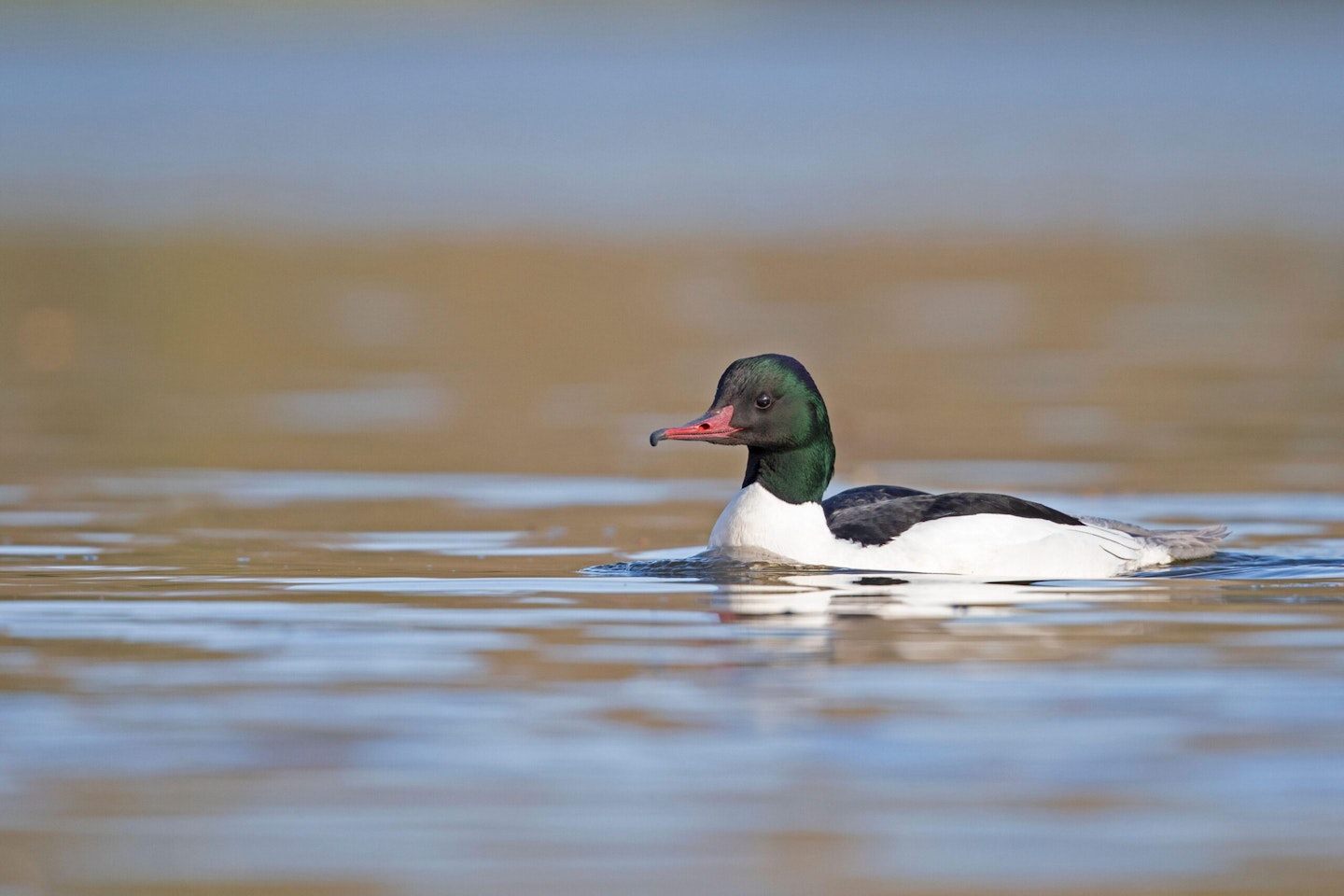 Drake Goosander