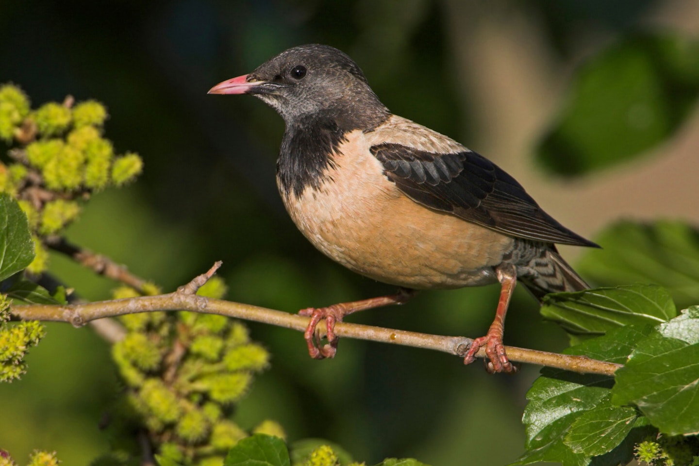 Rose-coloured Starling