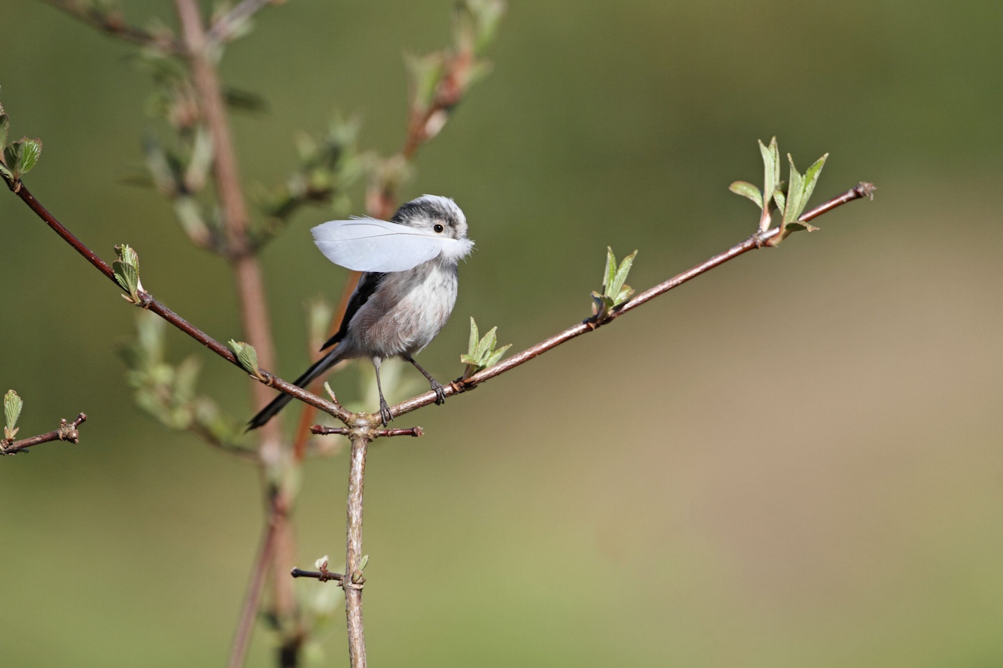 long-tailed Tit with feather