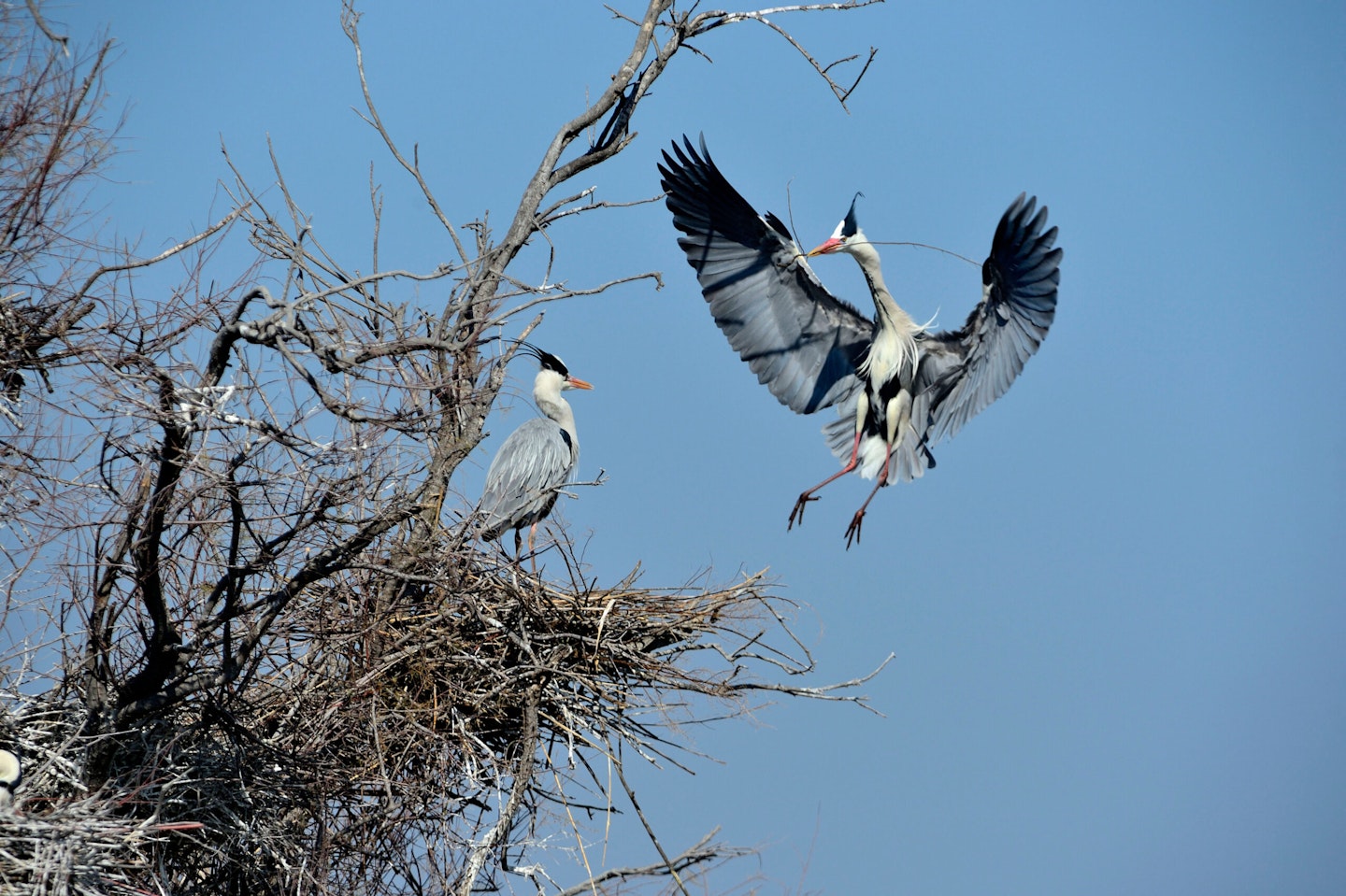 Grey Herons nesting