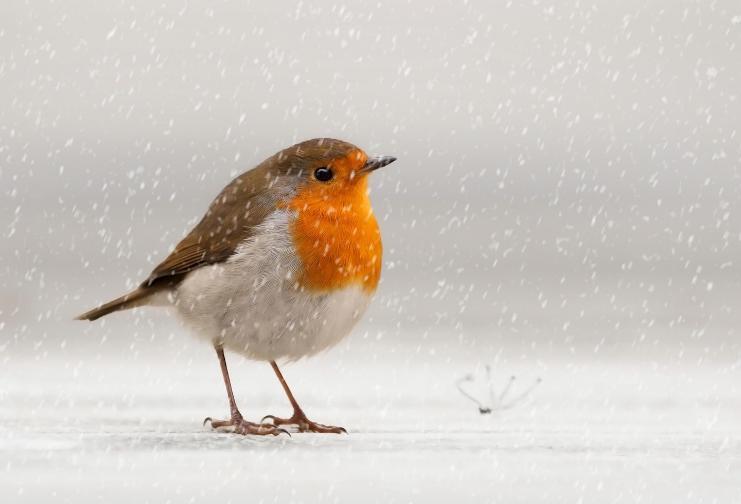 Robin in snow