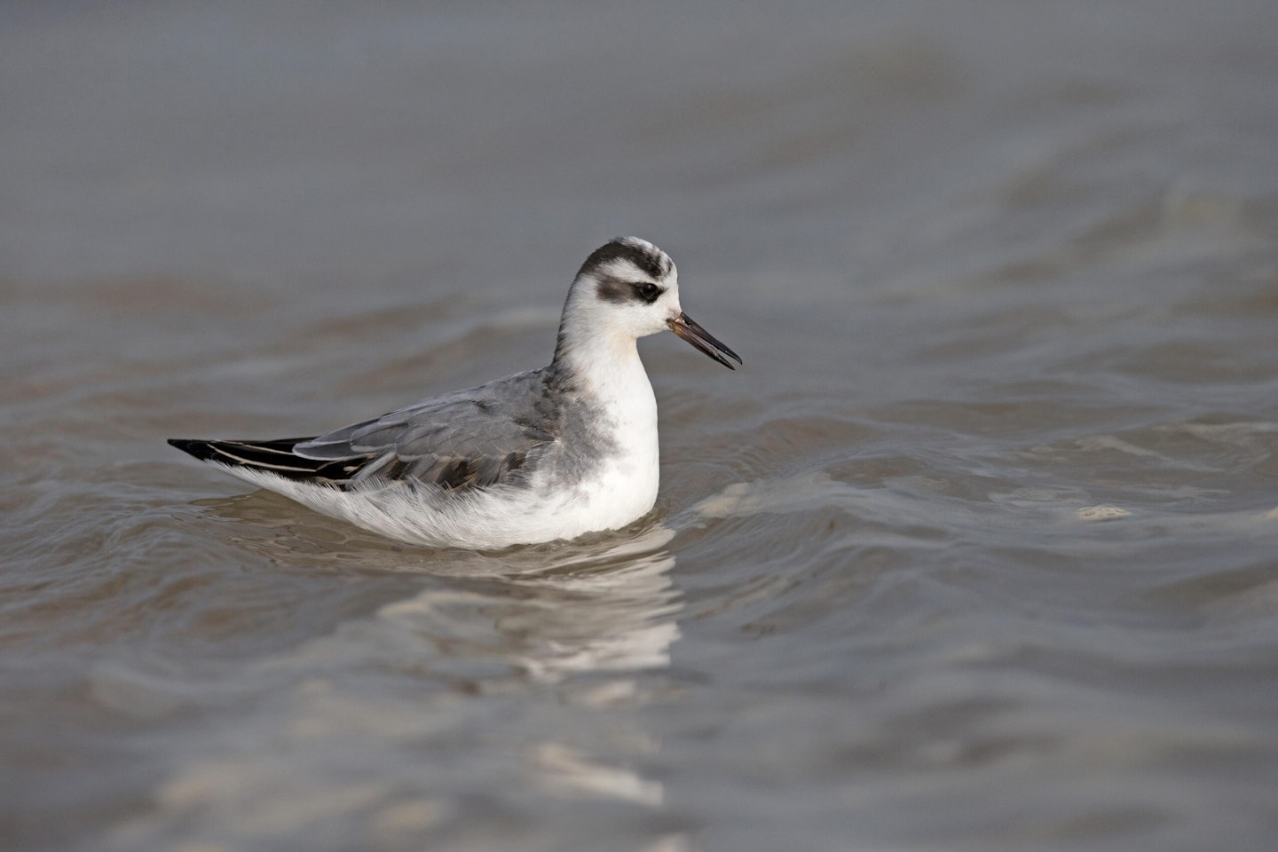 Grey Phalarope