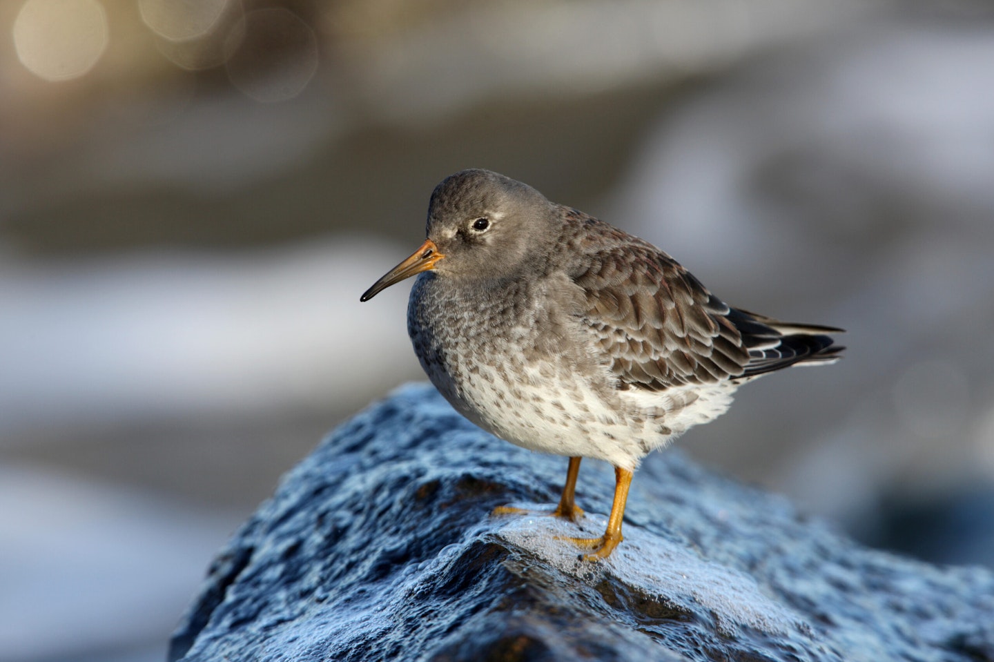 Purple Sandpiper