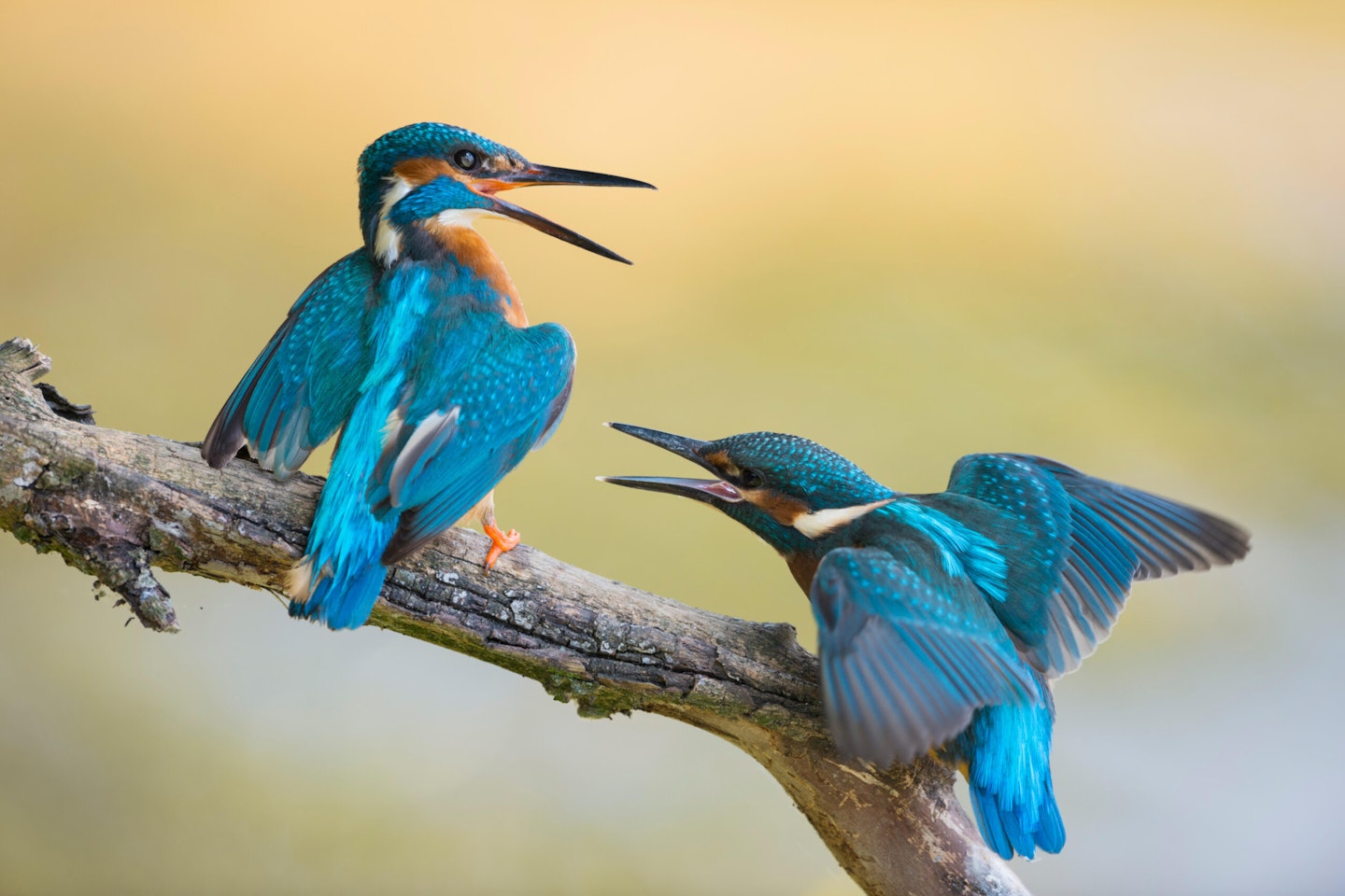 Two Kingfishers