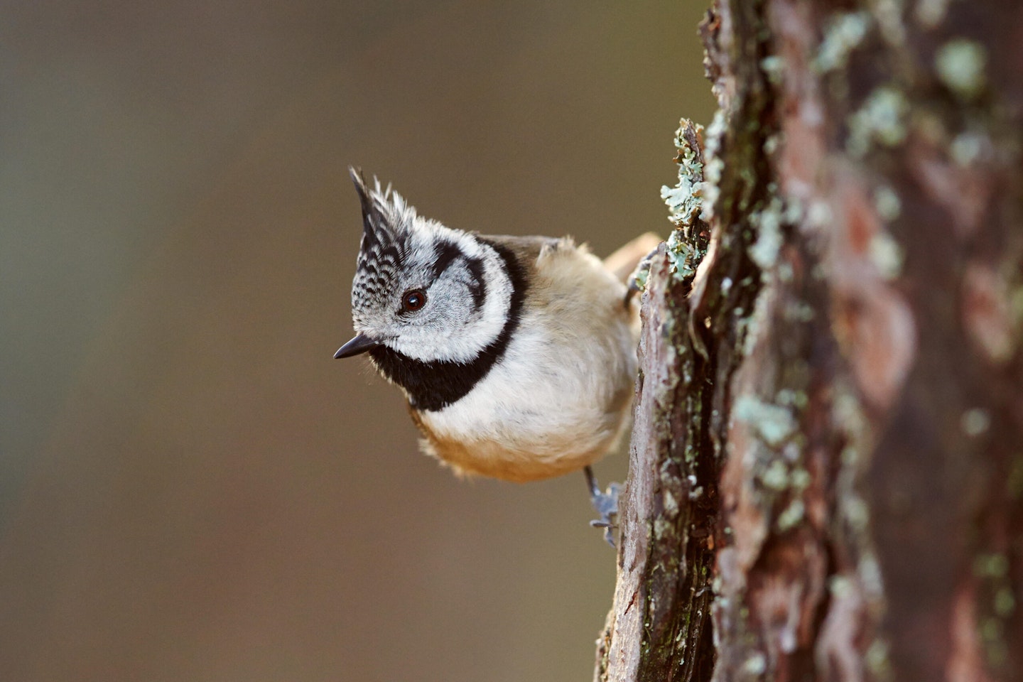 Crested Tit