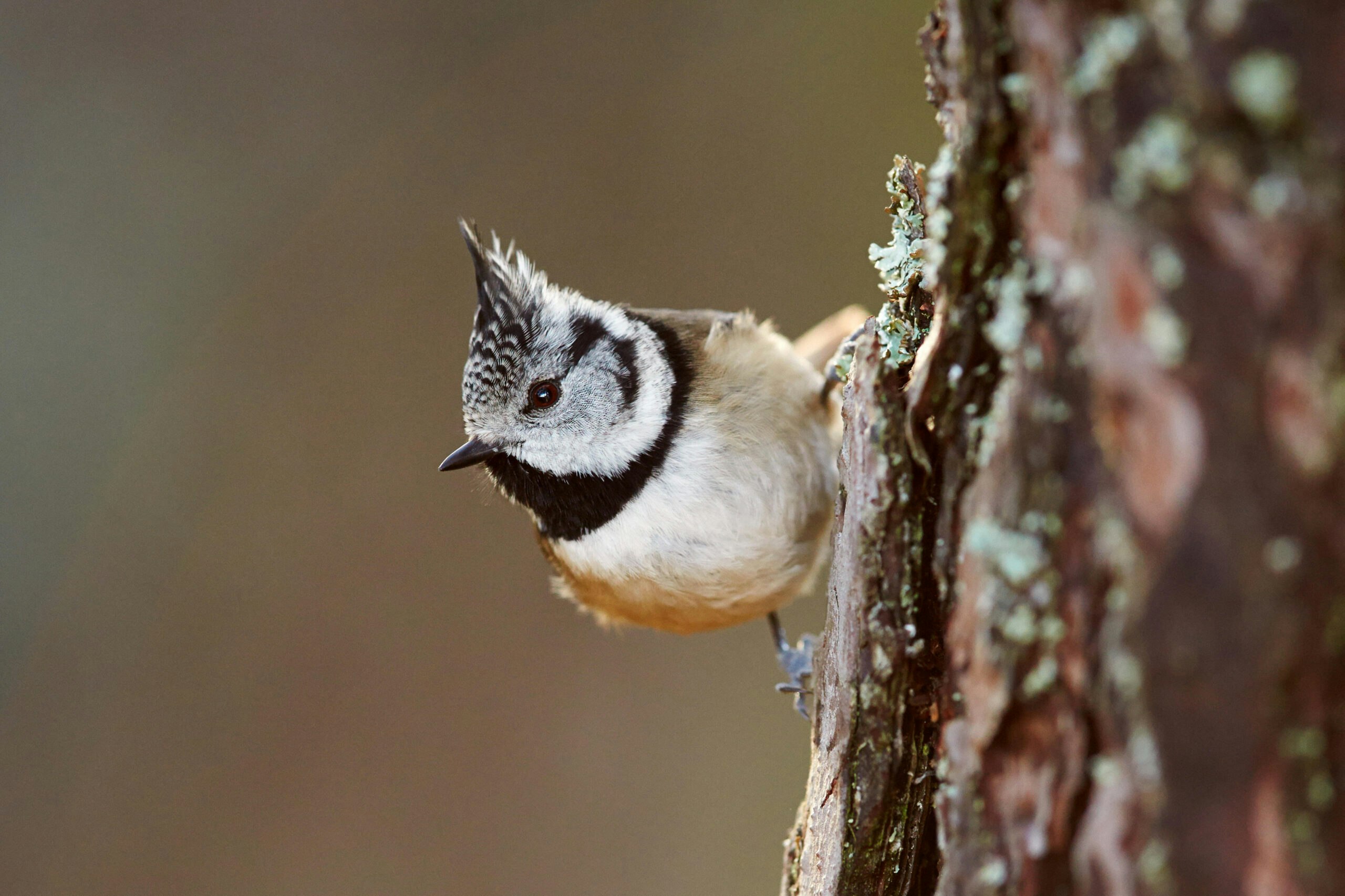 Crested Tit