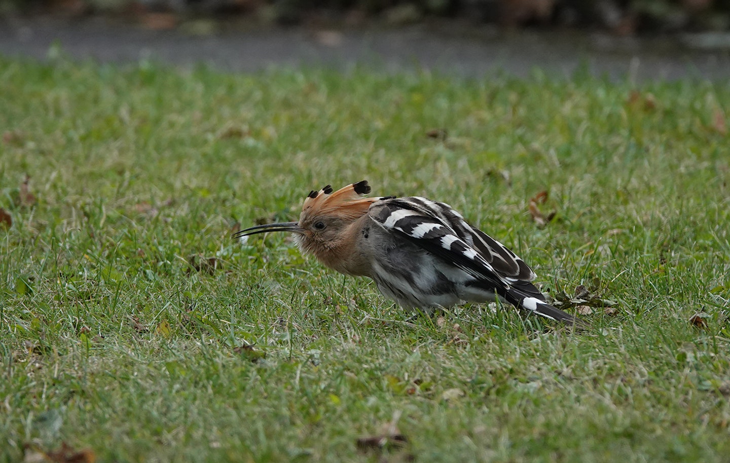 Hoopoe