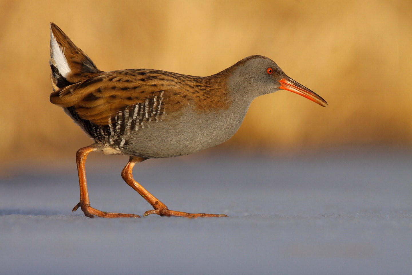 Water Rail
