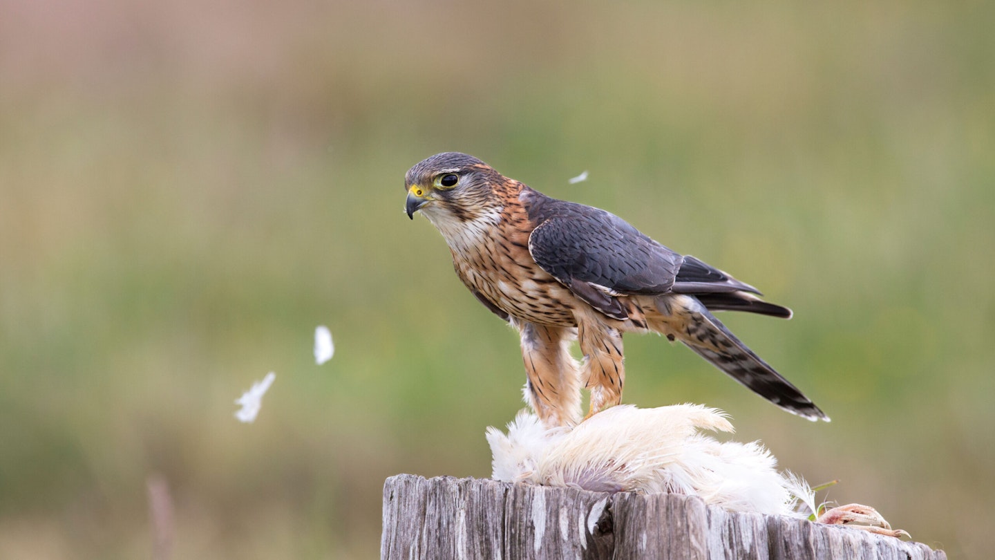 Dominic Couzens on… Merlin | Features | Bird Watching