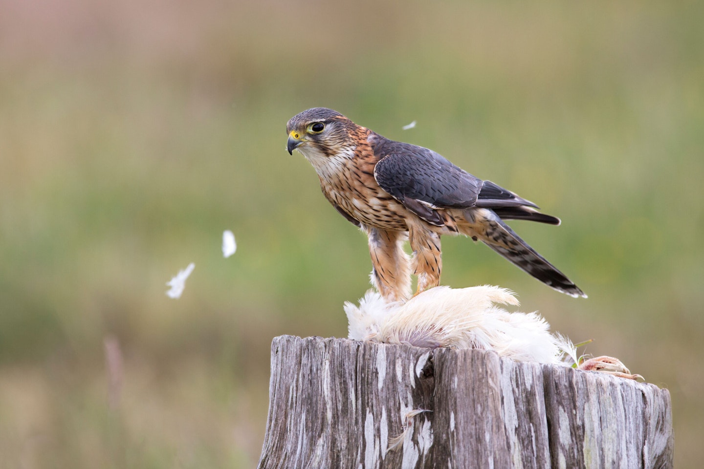 Male Merlin