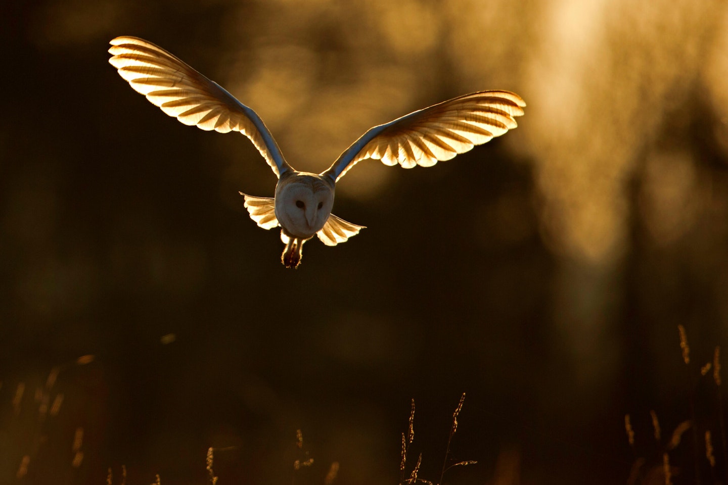 Barn Owl