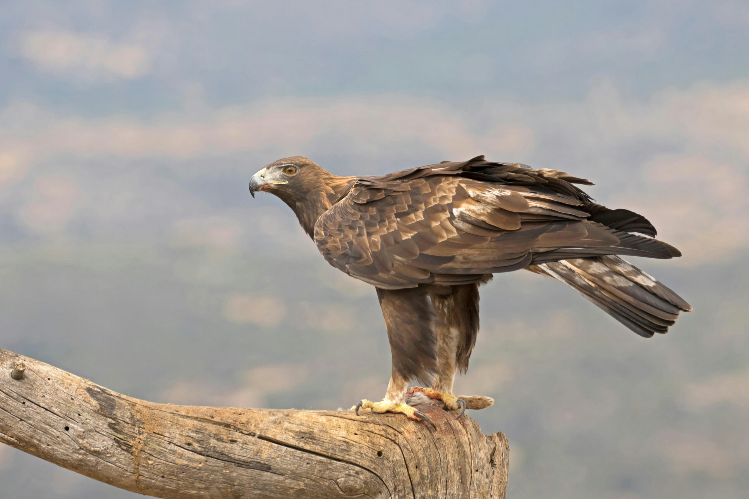 Golden Eagle