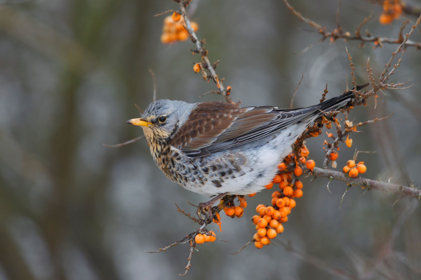 Fieldfare