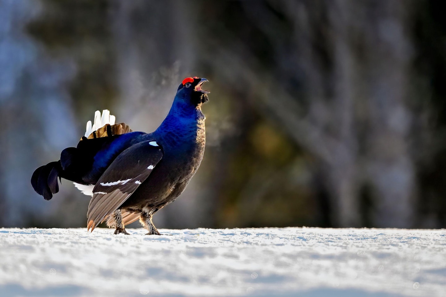 Black Grouse