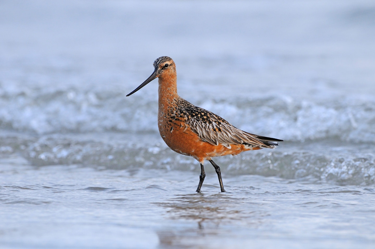 Bar-tailed Godwit