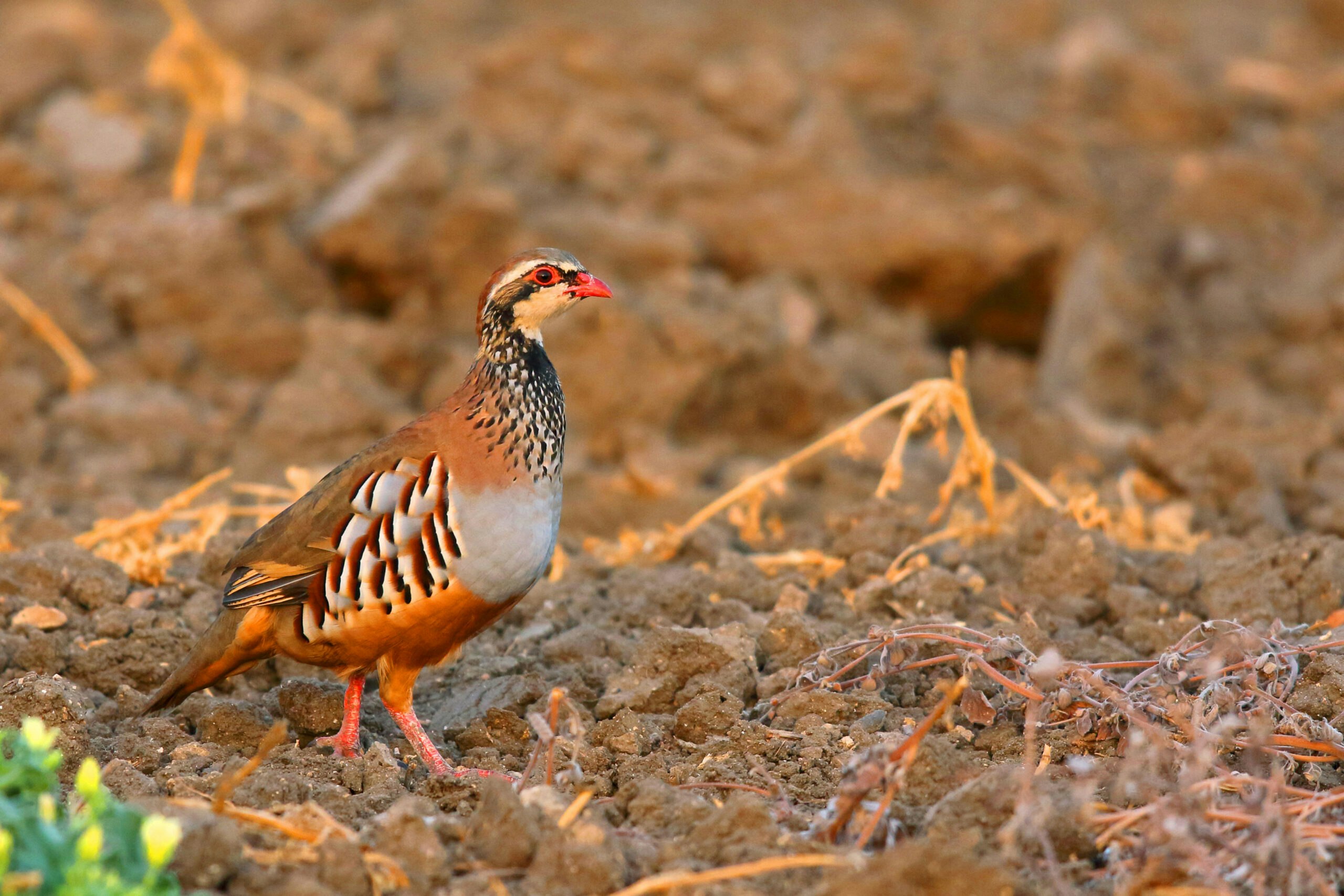 Red-legged Partridge