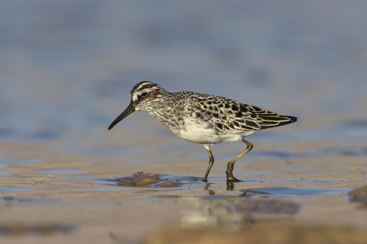 Broad-billed Sandpiper