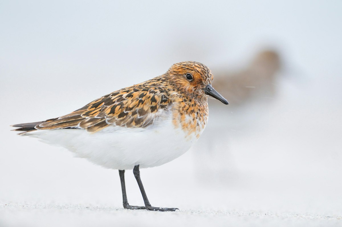 Five birds to find in June (2025) | Features | Bird Watching