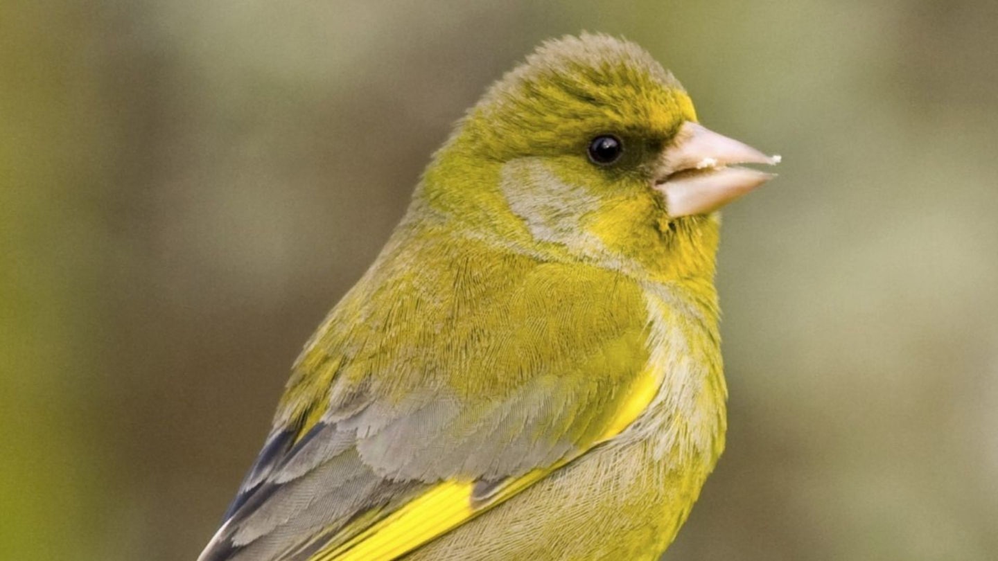 European Greenfinch