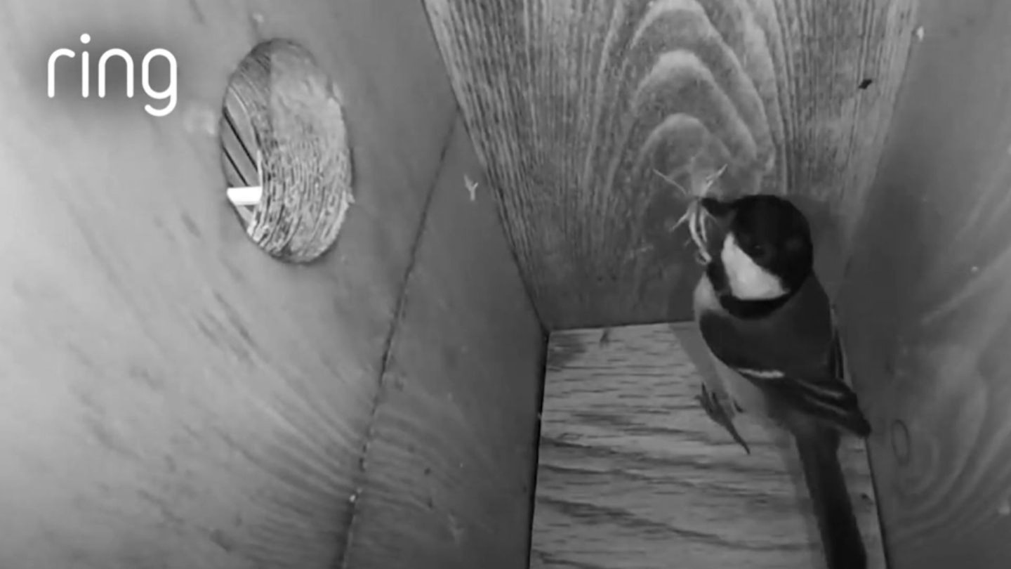 Ring Doorbell nest box