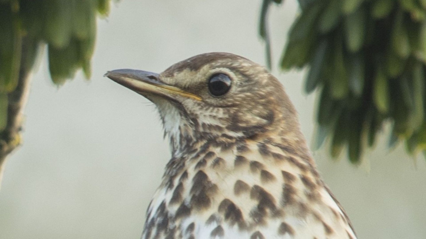 Song thrush