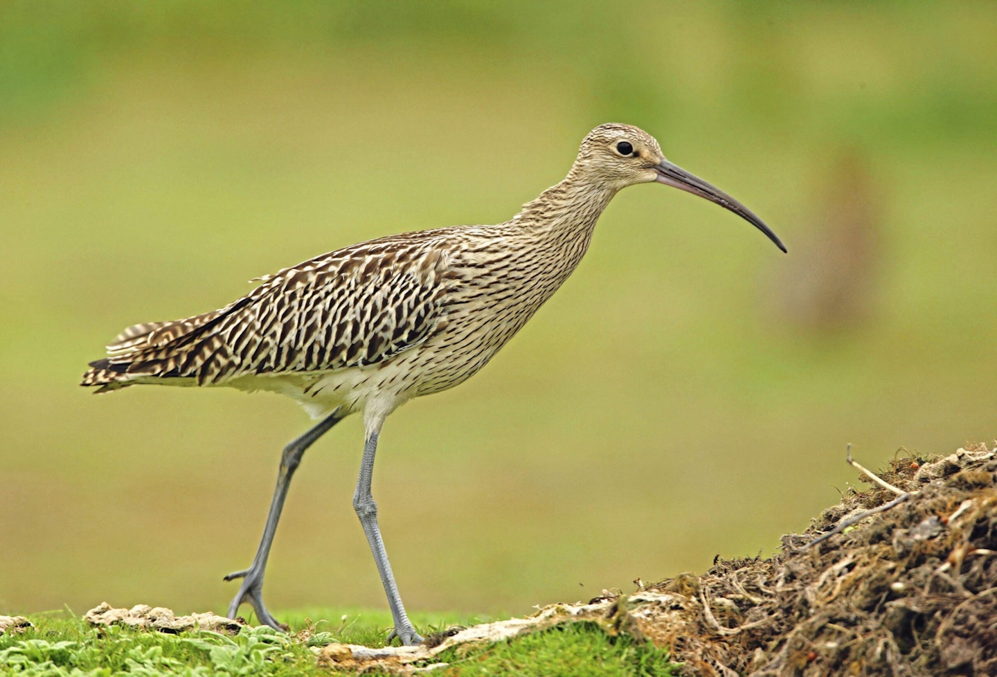 Curlew