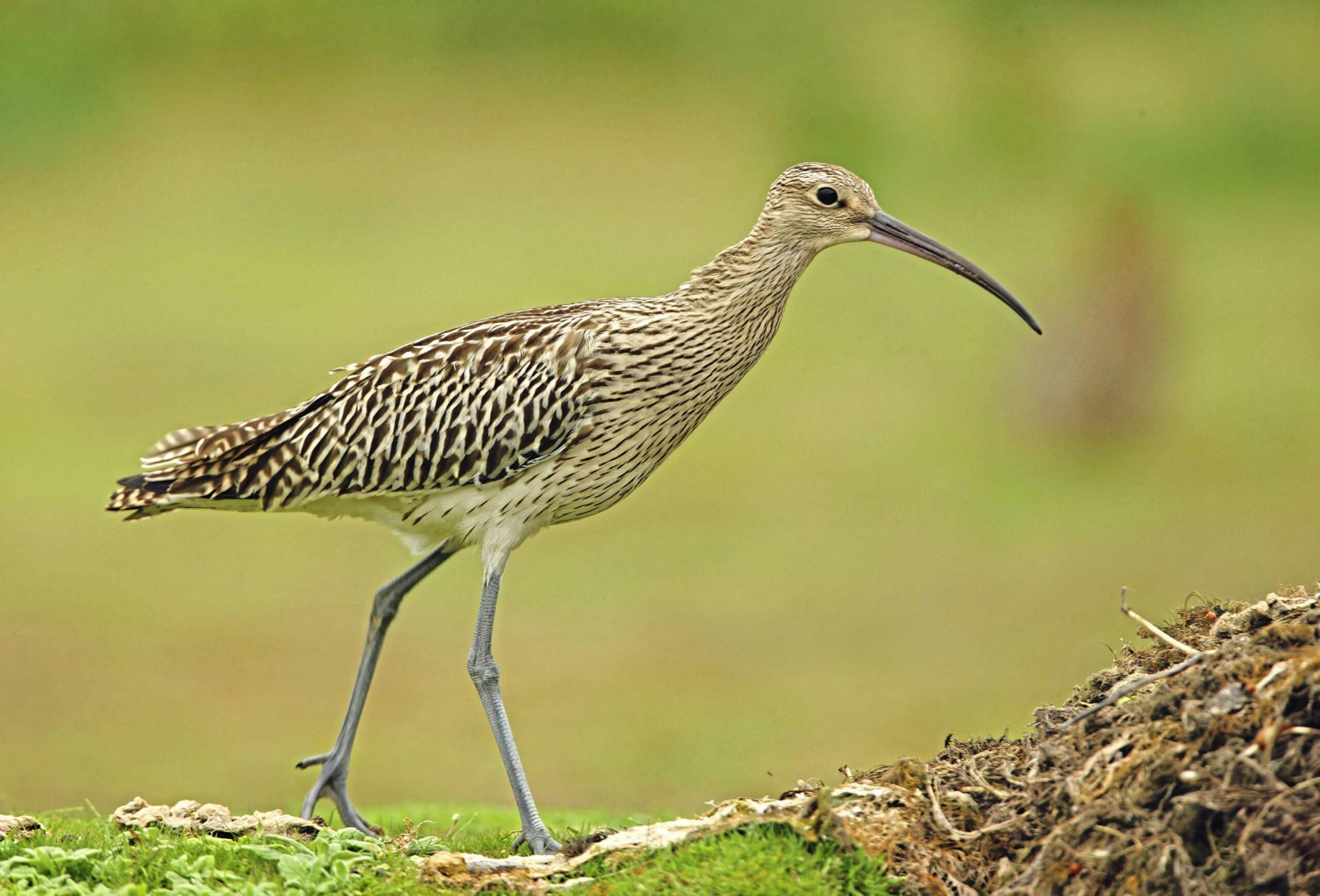 Curlew