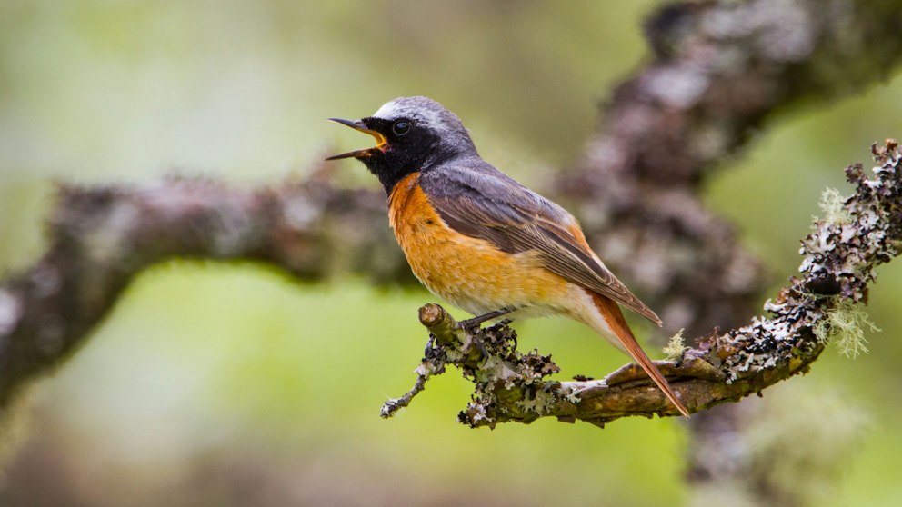 Merp Bird Merlin Bird ID app revisited | Features | Bird Watching