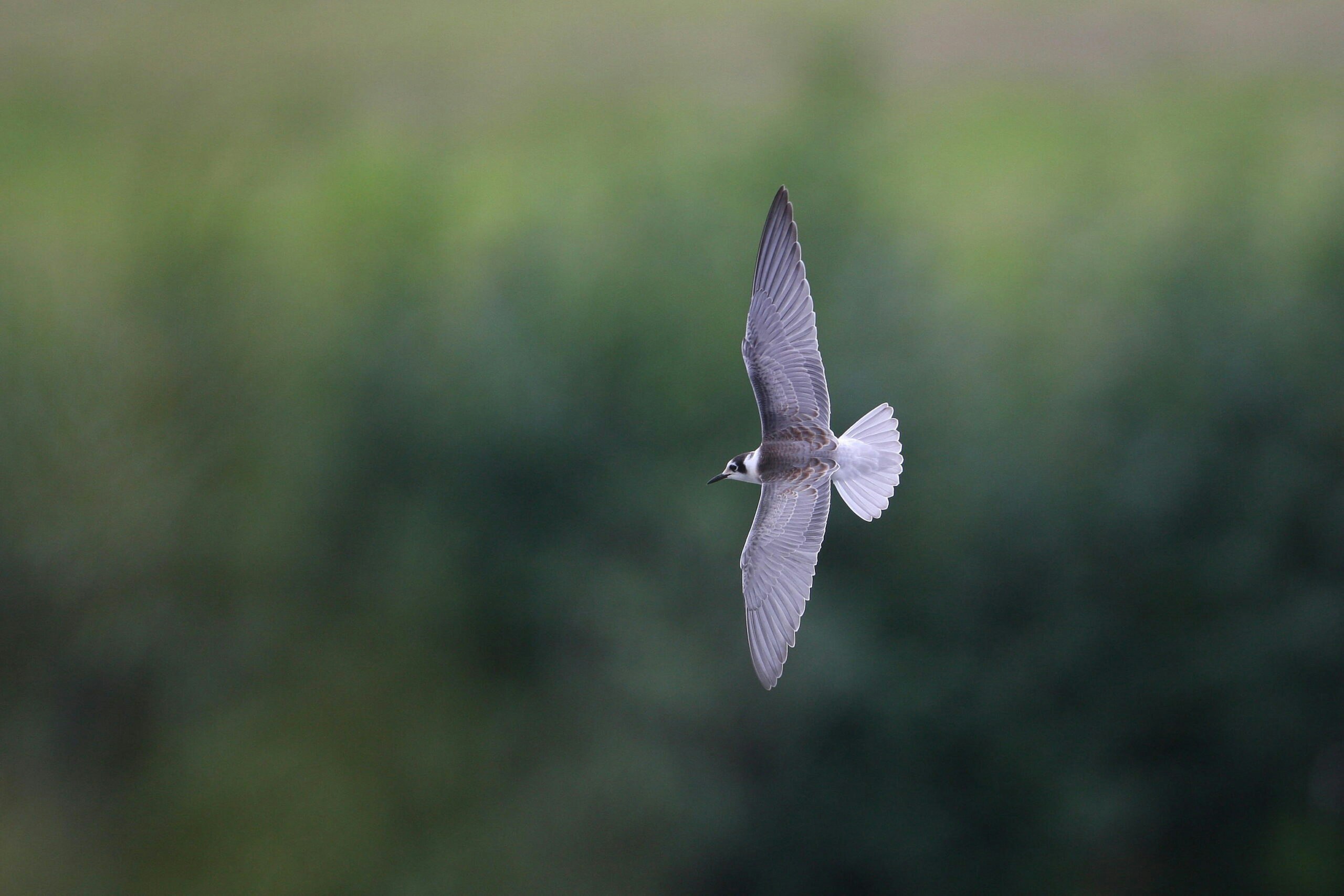 Juvenile Black Tern
