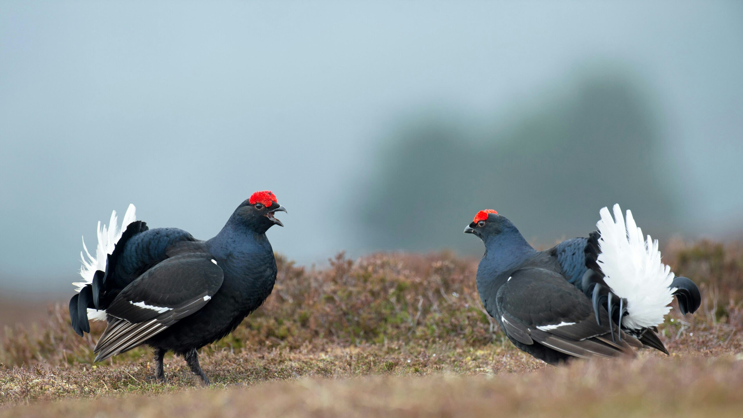 Reader holiday: Highland Winter birding