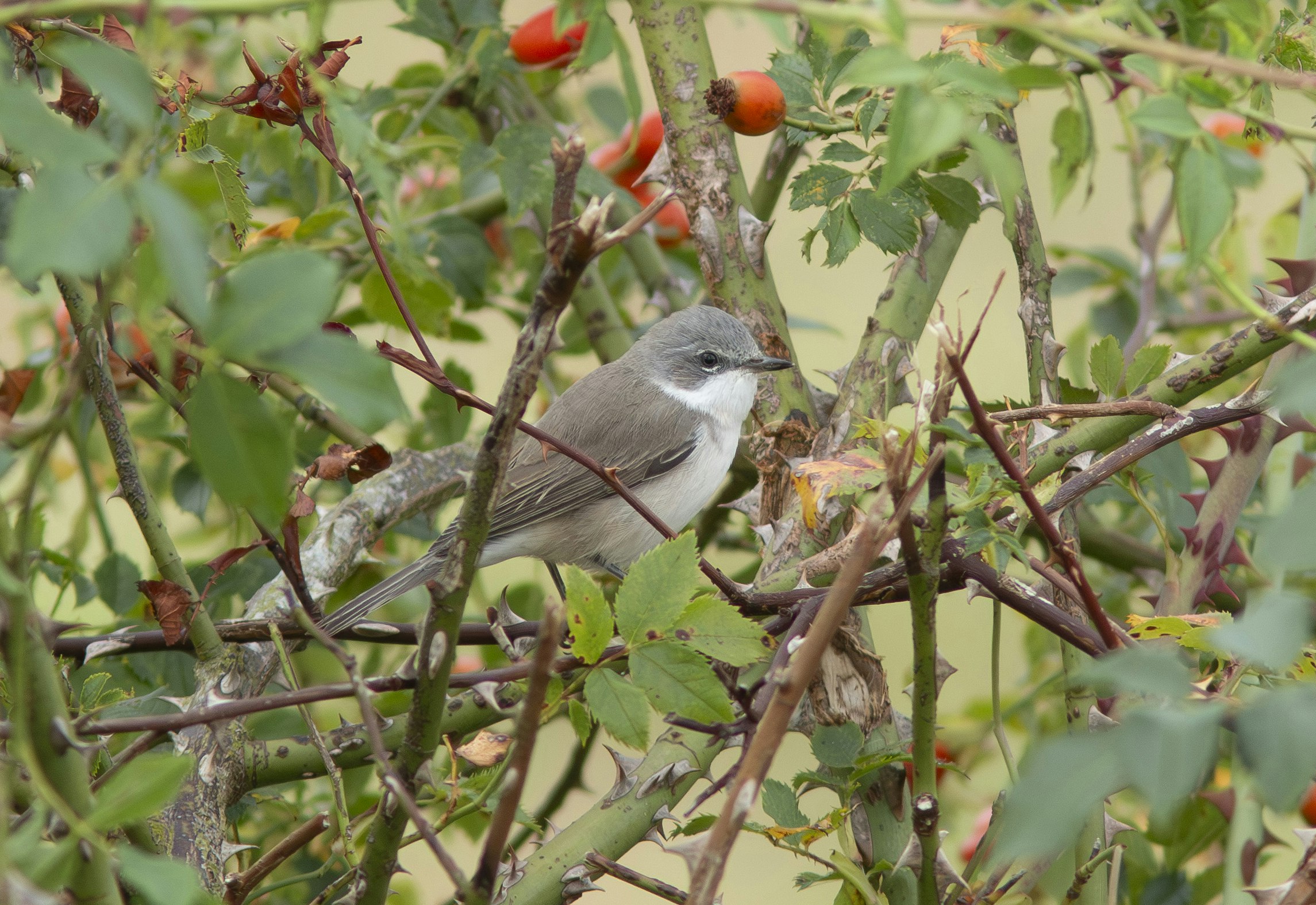 Lesser Whitethroat