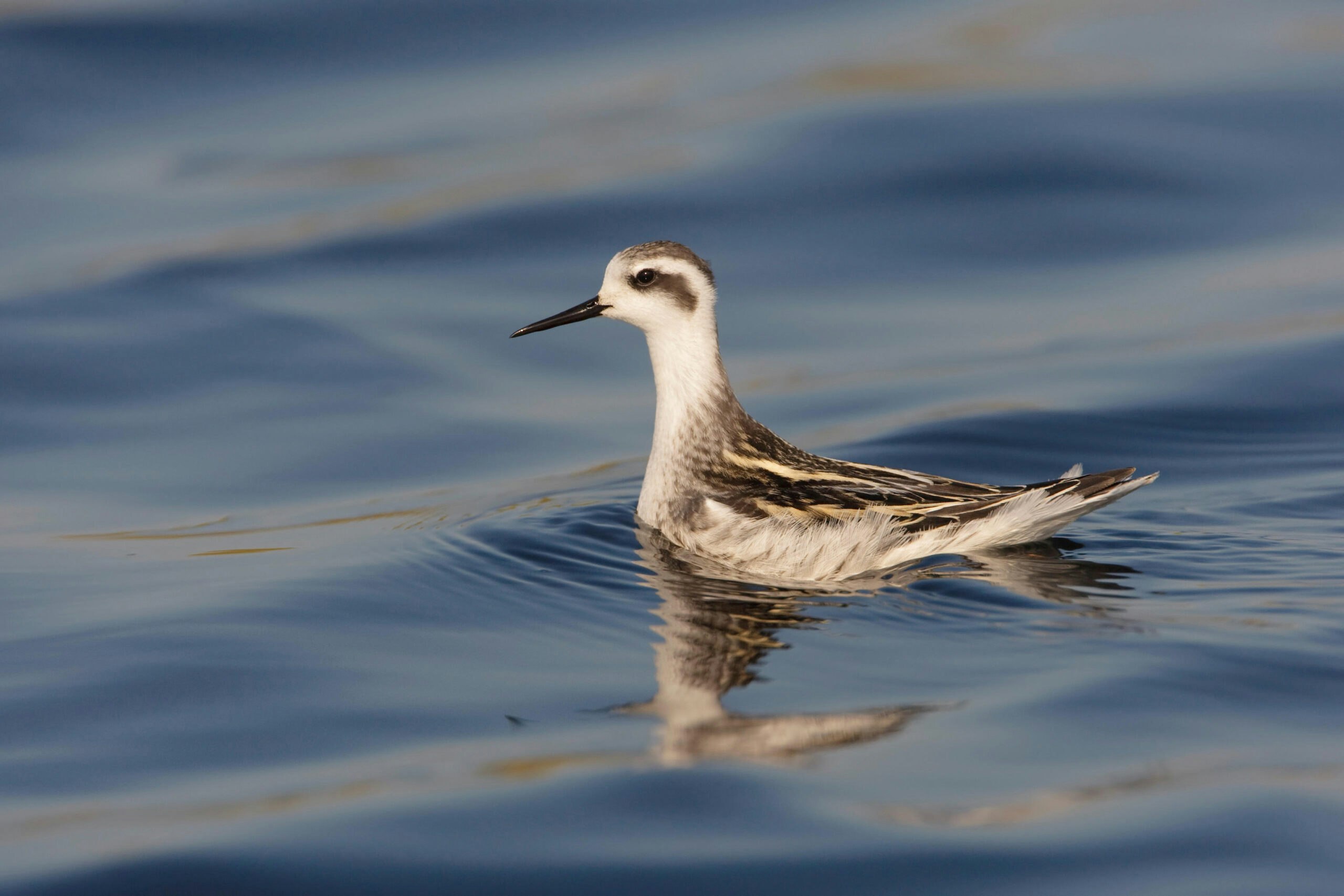 Red-necked Phalarope
