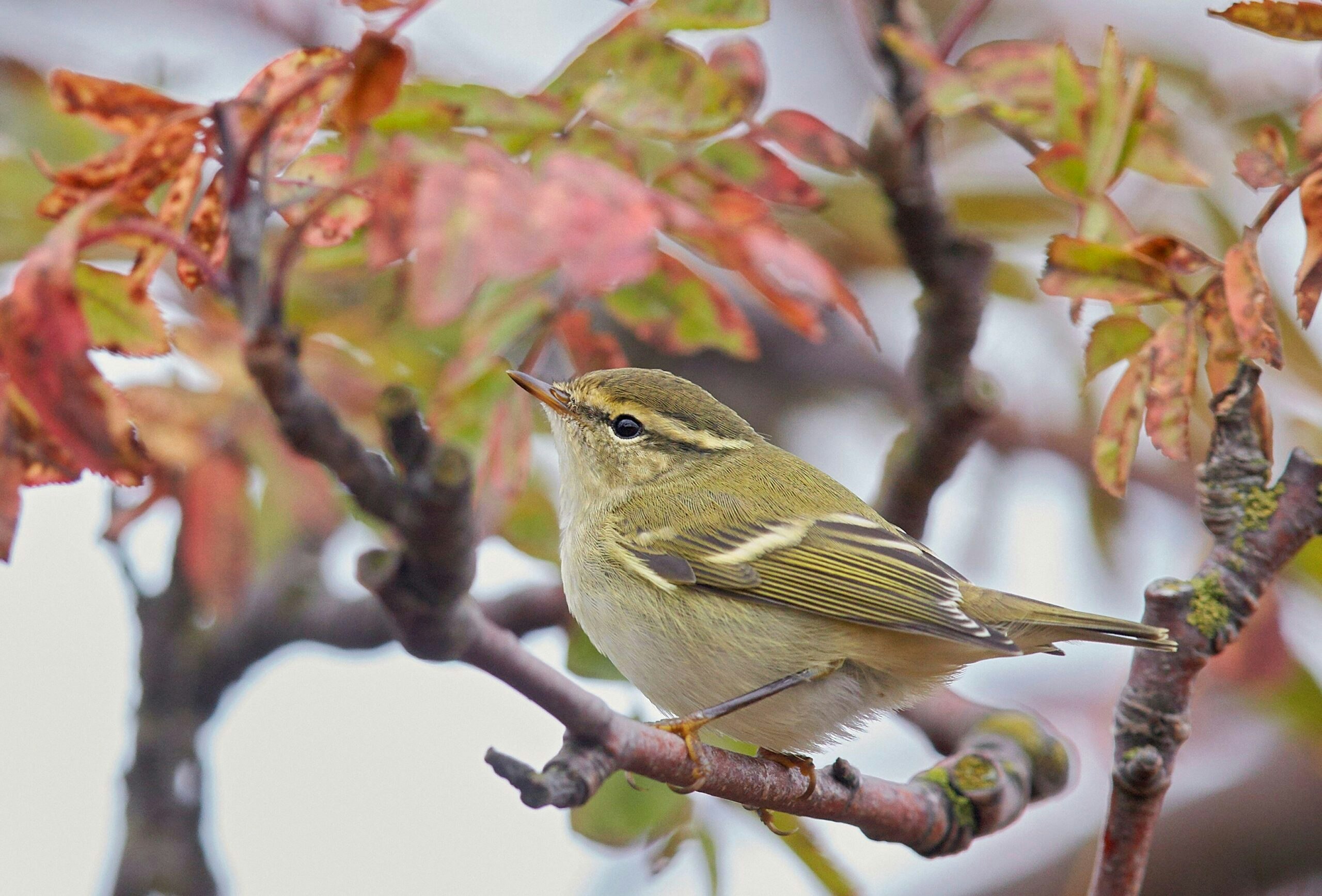 Yellow browed warbler
