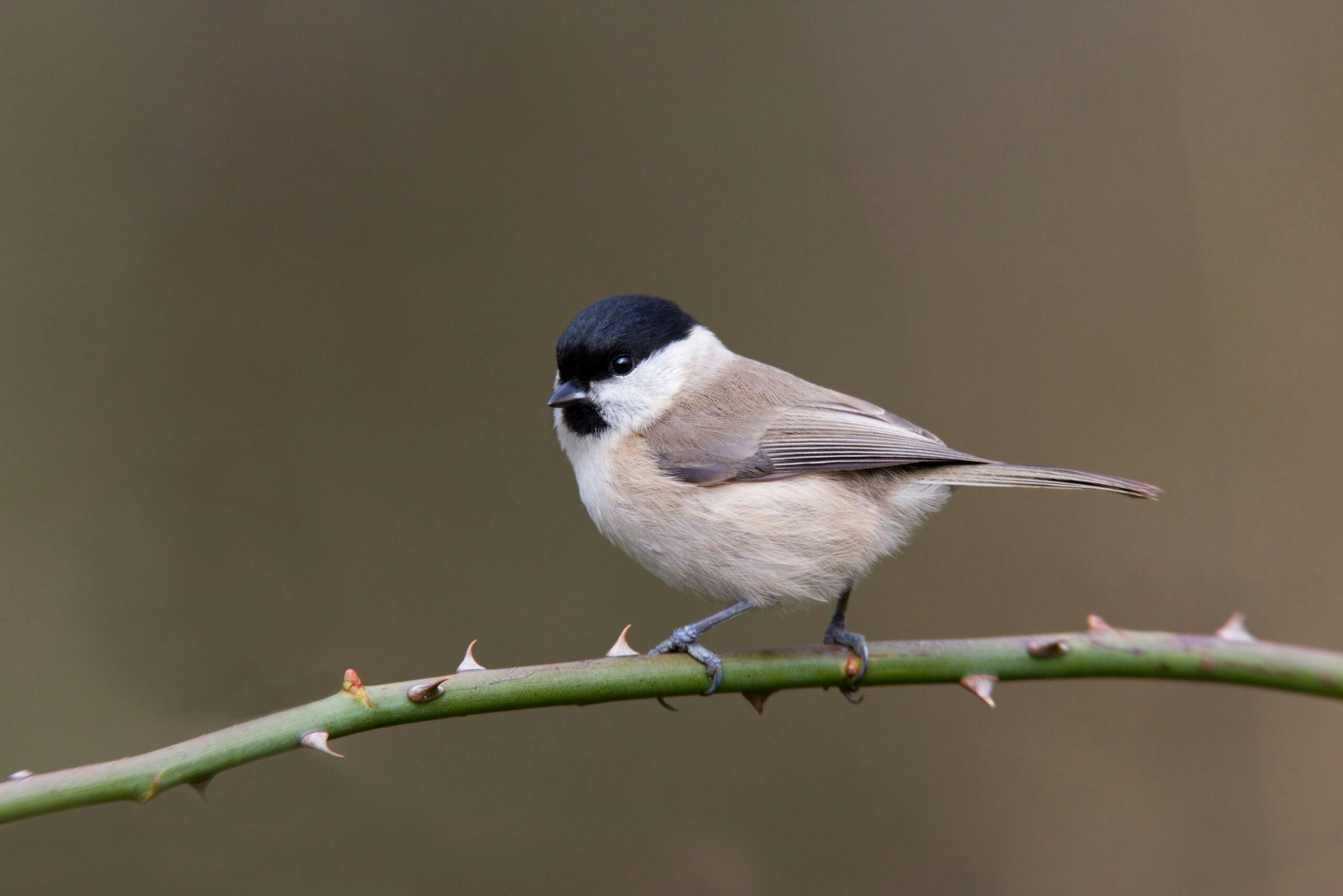 marsh tit
