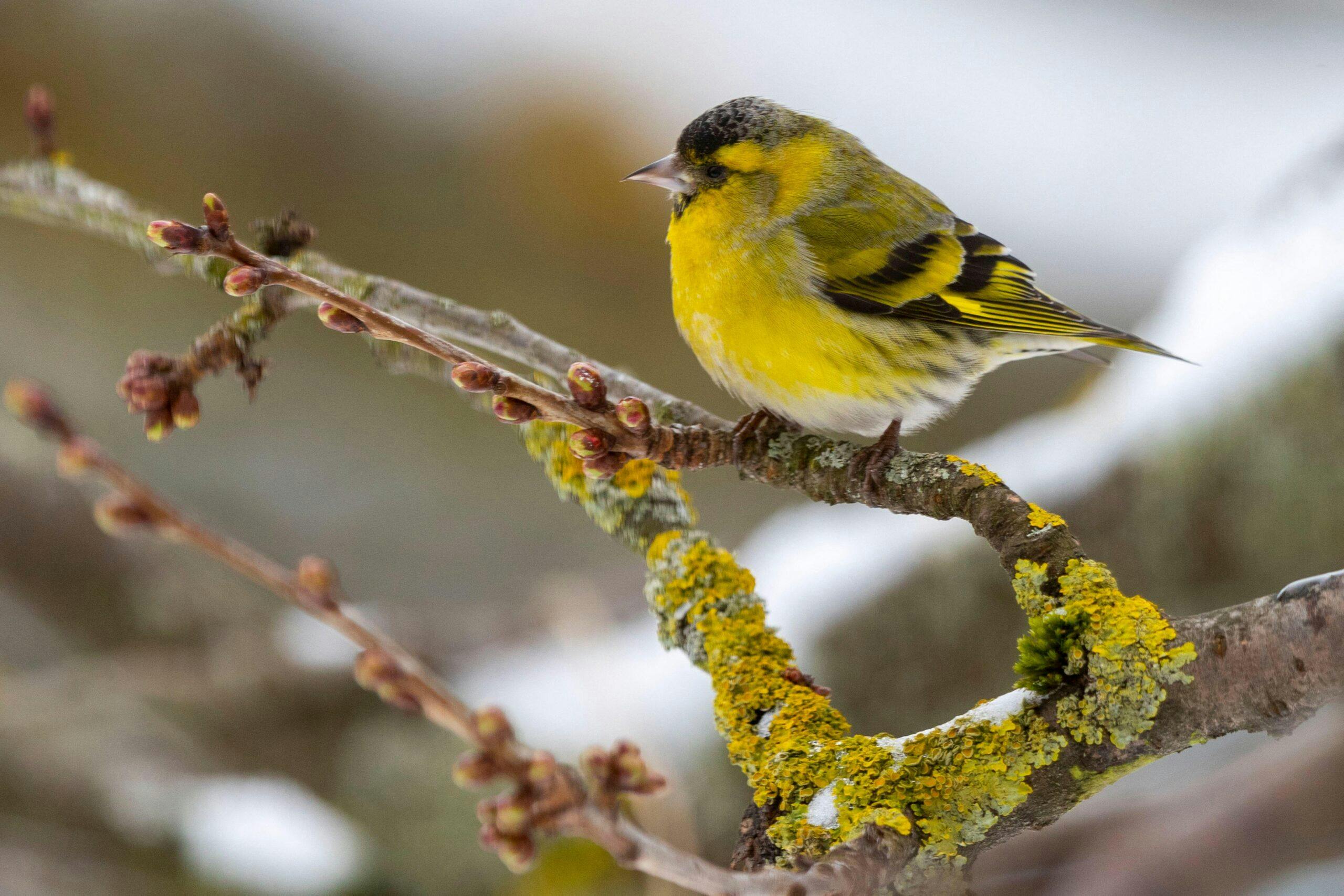 Five birds to find in February (2026) | Features | Bird Watching