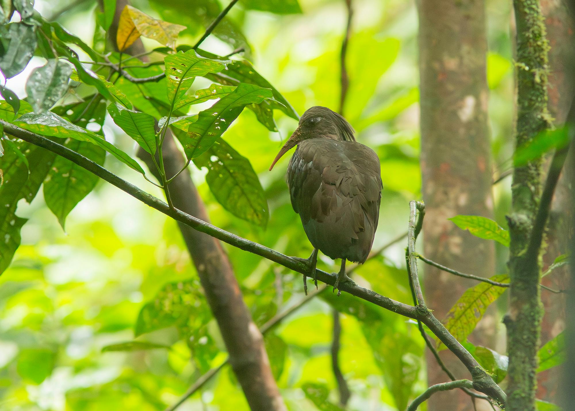 Paradise for endemics